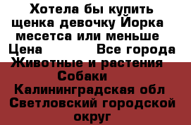 Хотела бы купить щенка девочку Йорка 2 месетса или меньше › Цена ­ 5 000 - Все города Животные и растения » Собаки   . Калининградская обл.,Светловский городской округ 